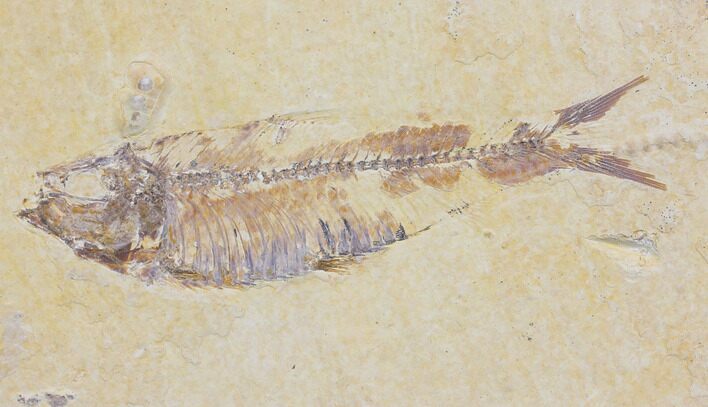 Bargain Fossil Fish (Knightia) - Wyoming #150599